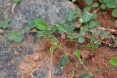 Alysicarpus monilifer